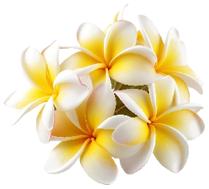 Exemplo visual de aroma floral para ambientadores personalizados KaoriX